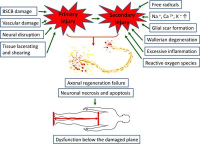 Neuroinflammation and Scarring After Spinal Cord Injury: Therapeutic Roles of MSCs on Inflammation and Glial Scar